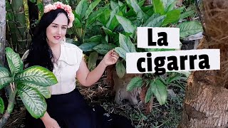 LA CIGARRA  Milena Hernández [upl. by Vernita593]