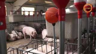 Nueva normativa de bienestar animal Cerdas en boxes EUROGAN  Gestation sows new normative EUROGAN [upl. by Landsman]