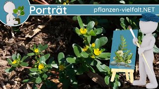 🖼️ Porträt 161  Portulak Portulaca oleracea  WildpflanzenSteckbrief Essbar [upl. by Joanna]