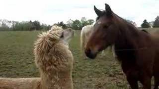 Cute Alpaca Video [upl. by Trbor]