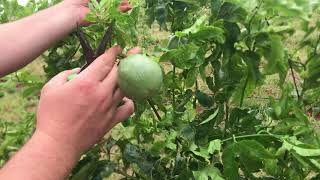 Granadilla passionfruit fruit pruning [upl. by Amadis530]