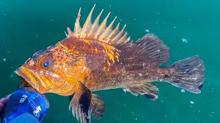 Sekiu Bottom Fishing New Species 133 Quillback Rockfish [upl. by Evilo]