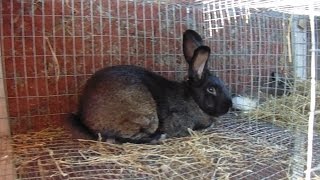 Rabbits  Making a Drop Down Nestbox and Some Rabbit Husbandry [upl. by Wilma8]