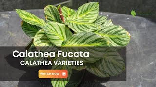 Calathea Fucata  Calathea Varieties  TinyLeaf [upl. by Aittam323]