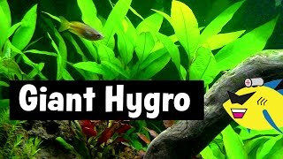 Giant Hygrophila Easy Aquarium Plant [upl. by Yenohtna230]