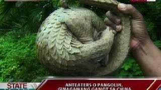 SONA Anteaters o pangolin ginagawang gamot sa China [upl. by Arikahs]