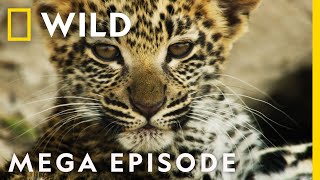 Savage Kingdom Season 3 MEGA EPISODE Compilation  Nat Geo Wild [upl. by Anthea]