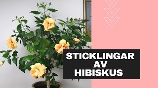 Sticklingar av hibiskus  så gör du [upl. by Steven]