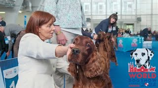 Irish Red Setter WDS 2024 Zagreb [upl. by Renell]