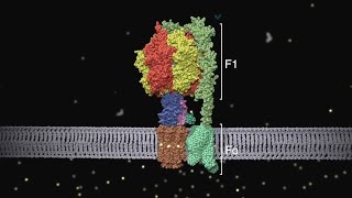 ATP synthase Structure and Function [upl. by Uyerta]