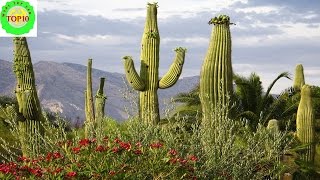 Spectacular Desert Plant Life  Amazing Nature [upl. by Kahler]