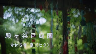 【４K】殿ヶ谷戸庭園 令和５年夏（七夕）｜LUMIX S5Ⅱ Blackmagic RAW59K  Cinematic Footage｜ [upl. by Bartle947]