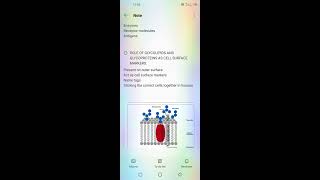 ROLE OF GLYCOLIPIDS AND GLYCOPROTEINS [upl. by Yebba]