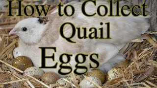 How to Collect Quail Eggs amp Other Tips [upl. by Hsiri]