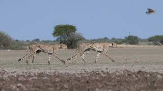 Cheetah Trotting Quadruped Run Cycle Reference Animation Reference Videos [upl. by Oirretna]