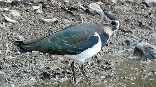 Bird Facts The Northern Lapwing [upl. by Aztinay827]