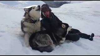 Alaskan malamute in the snow [upl. by Imik404]