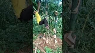 cooking lunch food Climb a thorny bamboo tree [upl. by Yaner]