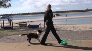 How to Teach your Puppy to Walk on a Lead [upl. by Goodman]