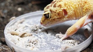 FEEDING TIME FOR THE GECKOS [upl. by Najram]