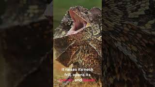 Frill Necked Lizard  Frilled dragon shorts lizard frilleddragon nature animals animalshorts [upl. by Ahsatal824]