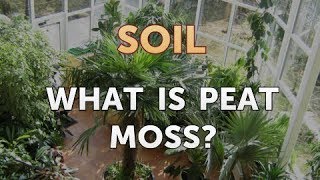 What Is Peat Moss [upl. by Nnahs238]