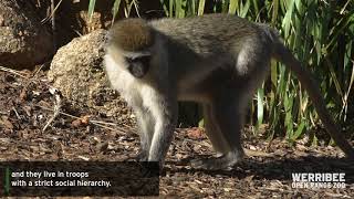 Vervet Monkeys at Werribee Open Range Zoo [upl. by Verneuil217]