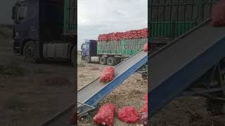 Truck Loading conviar belt 😱😱😱youtubeshorts machine shortsviral [upl. by Felic]