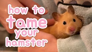 🐹 How to tame your hamster 🐹 [upl. by Adlee364]