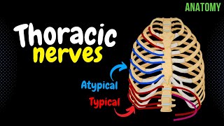 Thoracic Nerves Intercostal  Subcostal  Anatomy [upl. by Bowler]