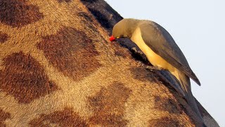 Redbilled Oxpecker [upl. by Calan]