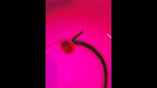 Oenone Fulgida Marine Aquarium Worm quotVery Badquot [upl. by Anehc821]