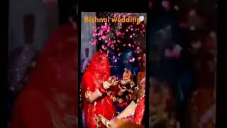 Bishnoi wedding moments dekhna na bhule [upl. by Acirt134]