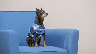 Suitical Recovery Suit and Recovery Sleeve for Pets  Chewy [upl. by Teodoor390]