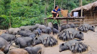 Full video 100 days A 5year journey of raising pigs in the forest Isolated life [upl. by Ednargel284]