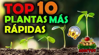 Los 10 Cultivos Que Crecen Más Rápido 🌱Huertos Urbanos  Huerto Adictos [upl. by Sherye]