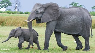 Cloudy elephant magic  SafariLIVE Sunrise  29 September 2024 [upl. by Merfe306]