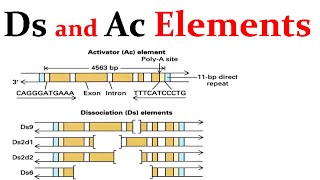 Ds and Ac transposable elements [upl. by Alit]