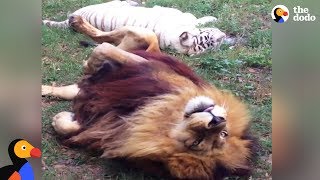 Tiger and Lion Rescued from Breeding Ligers Retire Together  The Dodo Odd Couples [upl. by Gowrie891]