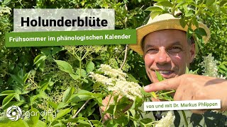 Holunderblüte  Frühsommer im phänologischen Kalender Phänologie Heimische Pflanzen gardify Tipps [upl. by Ahsienom]