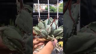 Surprisely grow new root and pup after root pruning Agave Potatorum cv Cubic agave [upl. by Hole]