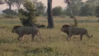 Kambula Male Lions after their confrontation with Black Dam Males  6 December 2023 [upl. by Madalyn]