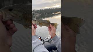 Drop shot putting in work smallmouth dropshotfishing kayakfishing [upl. by Aniroc822]