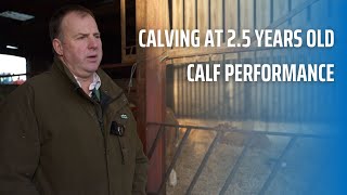 Calving at 25 Years Old Calf Performance [upl. by Mervin126]