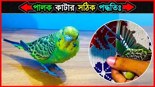 বাজরিগার পাখির ডানার পালক কাটার সঠিক নিয়ম 💥 How To Cut Out Budgies Wing Feathers 🔥 Jactok [upl. by Evanne615]