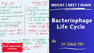 Bacteriophage Life Cycle  MDCAT  Dr Sohail [upl. by Wilbur261]