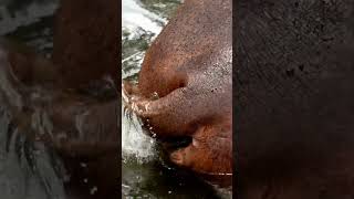 The Dangers of Hippo Poops  Wild Animals [upl. by Chaiken]