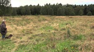 Spaniel training on Partridge [upl. by Simon949]