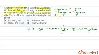 A transverse section of stem is stained first with safranin and then with fast green [upl. by Israeli947]