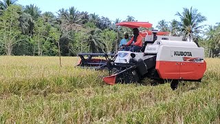 Harvester Rice Combine Harvester Brgy Libhu Maasin City So Leyte Philippines [upl. by Admana]